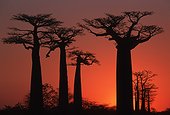 Baobabs at sunset Morondave Madagascar