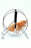 Domestic Golden Hamster in wheel Studio