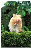Domestic Golden Hamster standing upright