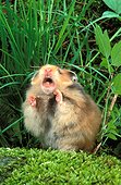 Domestic Golden Hamster squeaking
