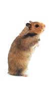 Domestic Golden Hamster standing upright Studio