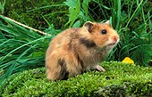Domestic Golden Hamster