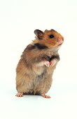 Golden Hamster standing Studio