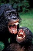 Jeunes Bonobos faisant des grimaces RD Congo ; Sanctuaire ABC