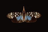 Lantern fly ; Collection of the National Museum of Natural History, Paris<br>Wingspan: 8cm. Origin: Sri-Lanka