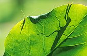 Mantis behind leaf Australia