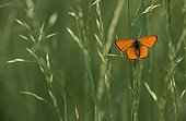 Large copper butterfly on grass