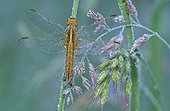 Dew-covered female red darter