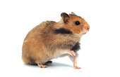 Domestic Golden Hamster Studio
