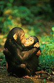 Young chimpanzees comforting each other after stress Gabon