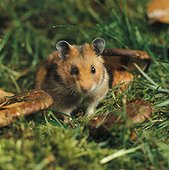 Domestic Golden Hamster in autumn