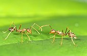 Weaver Ant. Singapore