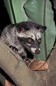 Asian palm civet. Sumatra Indonesia