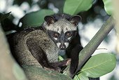 Asian palm civet in tree. Sumatra Indonesia