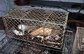 Masked palm civet on a restaurant menu. China