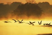 Black Skimmer in flight. Pantanal Brazil