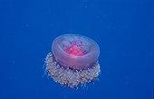 Méduse Soudan Mer rouge