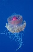 Méduse Soudan Mer rouge