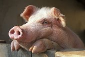 Porc debout contre une barrière dans une ferme