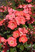 Rose "Douceur Normande" ; Rosier arbuste remontant. Obtention Meilland France 1993