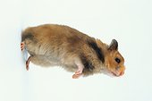 Hamster doré debout Studio