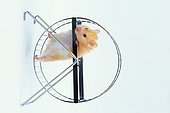 Hamster doré dans sa roue Studio