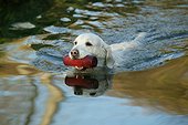 Retriever golden swimming to bring back an object France