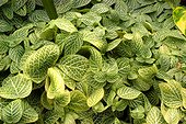 Fittonia verschaffeltii "Nana"