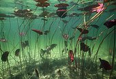 Brochet chassant dans des nénuphars Lac d'Ilay Jura France
