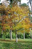 Ormes de Sibérie à l'arboretum de la Fosse en automne ; Zelkova serrata. Novembre