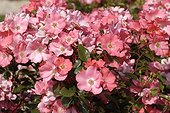 Rose "Douceur Normande"
