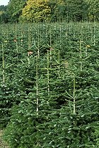 Culture de "Sapins de Noël"  Danemark ; Ile de Sjaelland Storstrom
