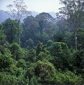 Forêt tropicale humide Parc National Gunung Mulu Sabah ; Malaisie. Pousse secondaire après une coupe sélective