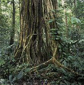 Forêt tropicale humide Parc National Gunung Mulu Malaisie ; Racine de Ficus sur un tronc