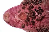 Sucker and digestive system of the common liver fluke Zoom x