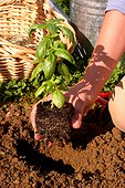Repiquage de Basilic ; Poser le plant au fond du trou