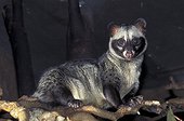 Hermaphroditic palm civet (Paradoxurus hermaphroditus). Digested coffee beans excreted in the faeces of this species produce Kopi Luwak, the most expensive coffee in the world. When the beans pass through the animal's digestive system, they undergo a kind of fermentation due to the action of enzymes and stomach acids that break down certain proteins into smaller molecules. The result is an incomparable sweet flavour... but it is rare, with production limited to 230 kg per year.