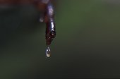 Glue au bout d'une patte antérieure à 2 griffes de tique ; Glue permettant à la tique de se fixer
