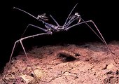 Amblypigi (Heterophrynus sp), French Guyana