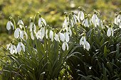 Perces-neige en fleur Haut-Rhin ; Fin Février
