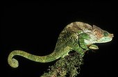 Caméléon en train de changer de couleurs Madagascar