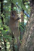 Hapalémur à nez large mangeant Ranomafano PN Magagascar ; Il déchiquette le tronc du bambou près de sa base pour en prélever la pulpe. Ce comportement alimentaire, qui condamne la totalité d'un bambou pour un petit prélèvement, devient problématique en raison de la diminution de l'habitat, et donc des ressources alimentaires de l'espèce. 