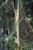 Bambou géant pelé par un Hapalémur à nez large Magagascar ; Il déchiquette le tronc du bambou près de sa base pour en prélever la pulpe. Ce comportement alimentaire, qui condamne la totalité d'un bambou pour un petit prélèvement, devient problématique en raison de la diminution de l'habitat, et donc des ressources alimentaires de l'espèce. 