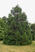 Séquoia géant ou Wellingtonia Les Jardins de Coursiana