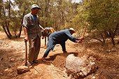 Extraction en forêt d'une loupe de Thuya  Maroc ; Région d'Essaouira 