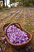 Panier de fleurs et champ de Safran d'automne cultivé ; au Barroux Provence