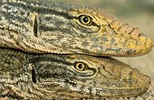 Desert Monitors on top of each other for warmth Saudi Arabia