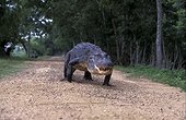 American alligator walking on a path USA