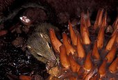 Toupaye commune à l'intérieur d'une fleur de Rafflésia ; Chassant un Hyménoptère attiré par la fleur géante. Ouest de Sumatra