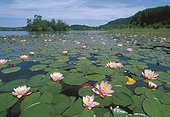 Nénuphars sur le Lac d'Ilary Jura France